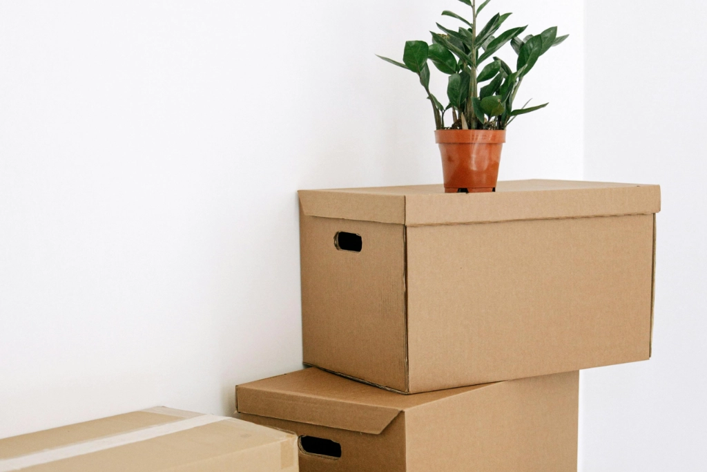 Box with plant